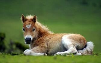 Foal HD Wallpaper Background Image Id