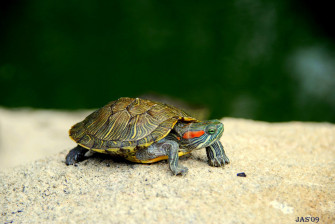 Baby Turtle Wallpaper