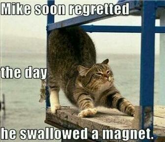 Funny Animal Captions Pictures With Lol Animals
