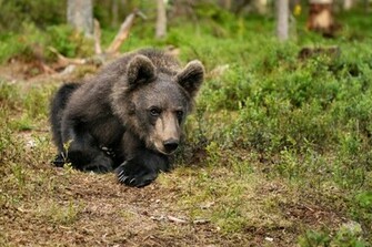 Brown Bear Wallpaper High Quality Bears