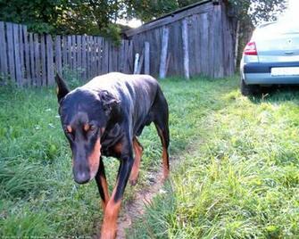 The Doberman Dog Desktop Wallpaper Pictures Online For Pc