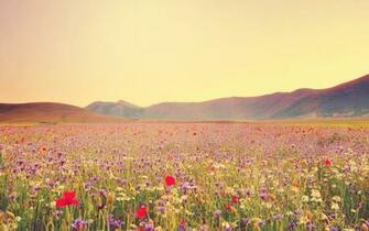 Gorgeous Wildflowers HD Wallpaper