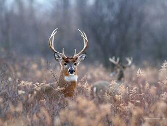 Whitetail Deer Wallpaper