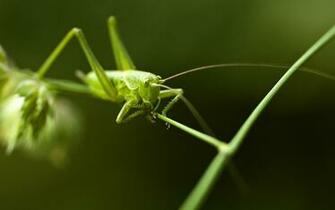 Grasshopper Computer Wallpaper Desktop Background
