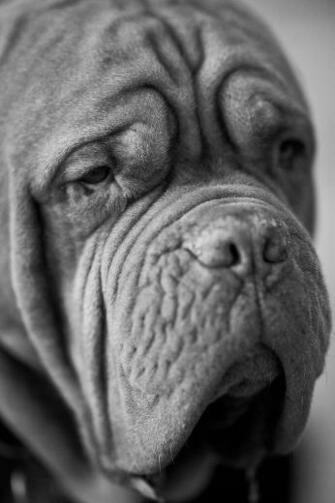 HD Wallpaper Dog Over Face Hunting Animals Nature