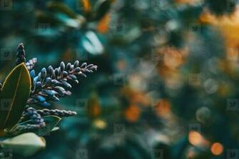 Photos Round Fruits With Defocused Background Youworkforthem