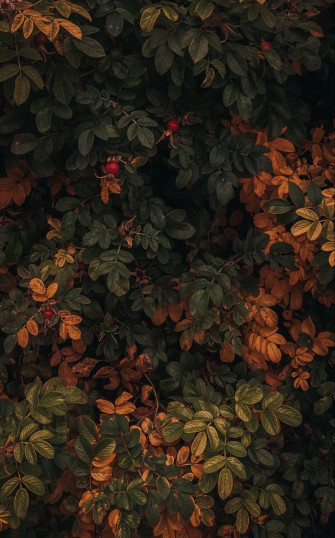 September Nel Wallpaper