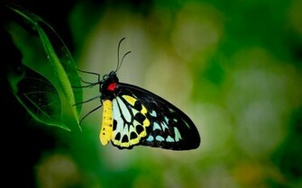 Pretty Butterfly Wallpaper