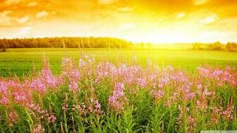 Summer Day 4k HD Desktop Wallpaper For Ultra Tv Tablet