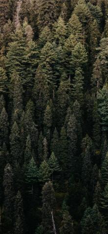 Vertical Greens iPhone X Wallpaper