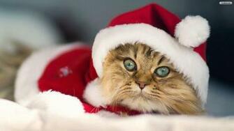 Christmas Cat Wallpaper