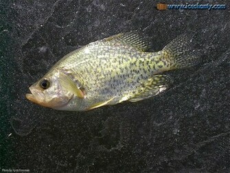 Ice Fishing Wallpaper Pictures