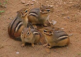 Creative Chipmunk Wallpaper Wpxxi92 Bsnscb Gallery