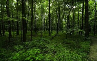 Forest Wallpaper Green