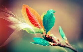 Colorful New Born Feathers Awesome Wallpaper HD