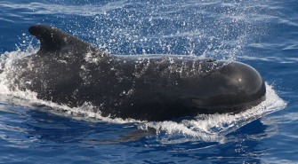 Whale S Tail Charters Wallpaper