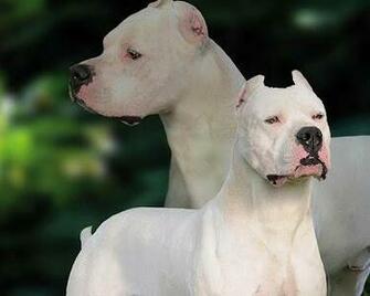 Argentine Dogo Wallpaper Apk For iPhone