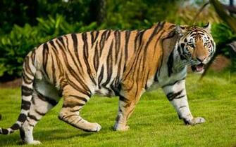 King Of The Jungle Animal World Series Wallpaper