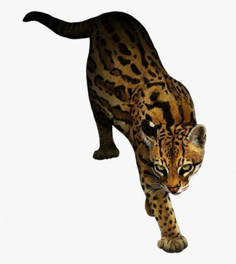 Clip Art Ocelot Image Transparent Background