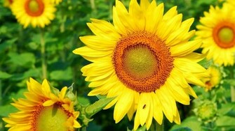 Sunflower Wallpaper