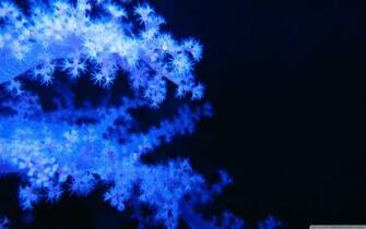 Blue Phosphorescent Corals Ultra HD Desktop Background Wallpaper