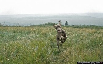 This Doggydesktops Wallpaper Regular Size Widescreen