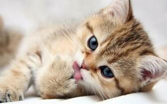 Cute Kitten Kittens Wallpaper
