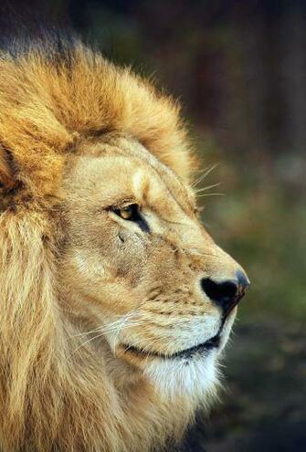 Lion Wallpaper For iPhone And iPad