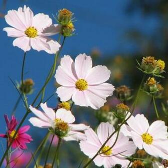Beautiful Cosmos Spring Flower Wallpaper