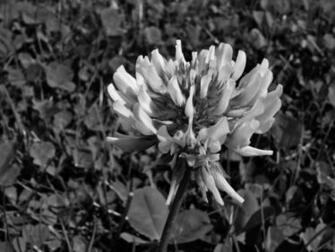 Clover Photos Desktop Background Wallpaper
