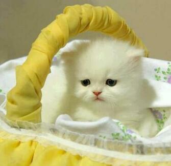 All Mix Maza Beautiful Cats HD Wallpaper
