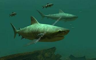 The Tiger Shark Is Most Common Type Of Sharks On Planet And