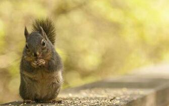 Squirrel Eating Nuts Wallpaper