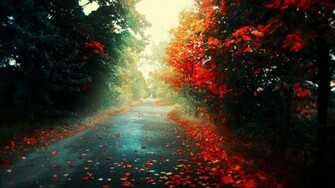 Rain Nature Wallpaper