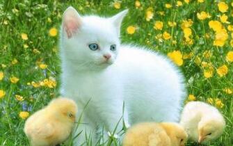 Funny Farm Animals Goose Wallpaper Pet Category Doblelol