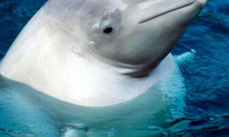 Beluga Whale Wallpaper