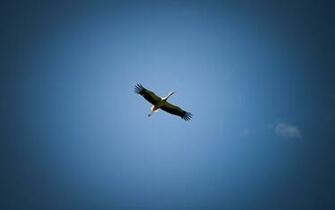 Bird In Flight Wallpaper Stock Photos