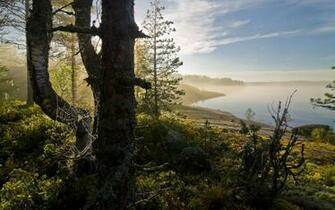 Foggy Lake Near The Forest Wallpaper