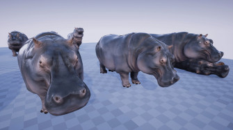 Best Hippopotamus Wallpaper For Htc