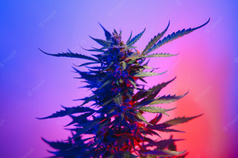 Weed Aesthetic Wallpaper