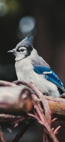 Blue Jay iPhone X Wallpaper