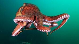 Octopus Sealife Underwater Ocean Sea Wallpaper