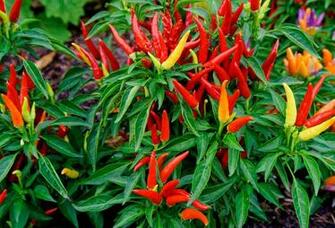 Red Chili Pepper Chile Garden Bed HD Wallpaper