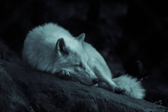 Black Wolf Wallpaper
