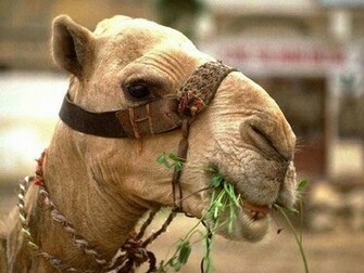Camels Wallpaper