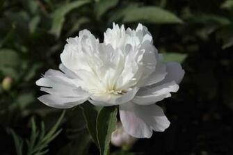 Pink Peony Flower Wallpaper Desktop