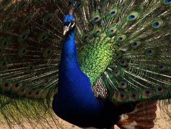 Peacock Blue Wallpaper Funny Animal