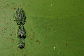 Alligator Immersed In The Swamp