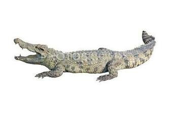 Image Crocodile With Open Mouth Isolated On White Background