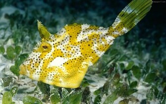 Unique Wallpaper Exotic Fish HD